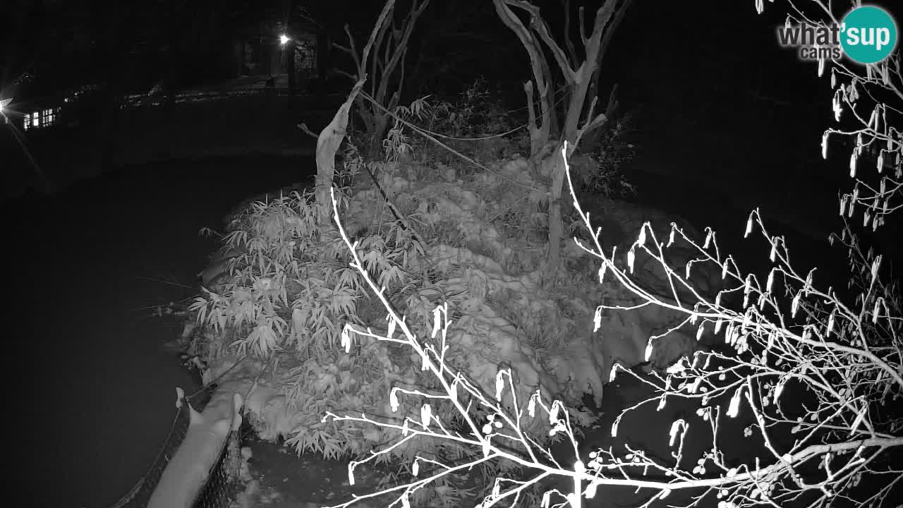 Gibbon à joues jaunes Zoo Ljubljana live cam