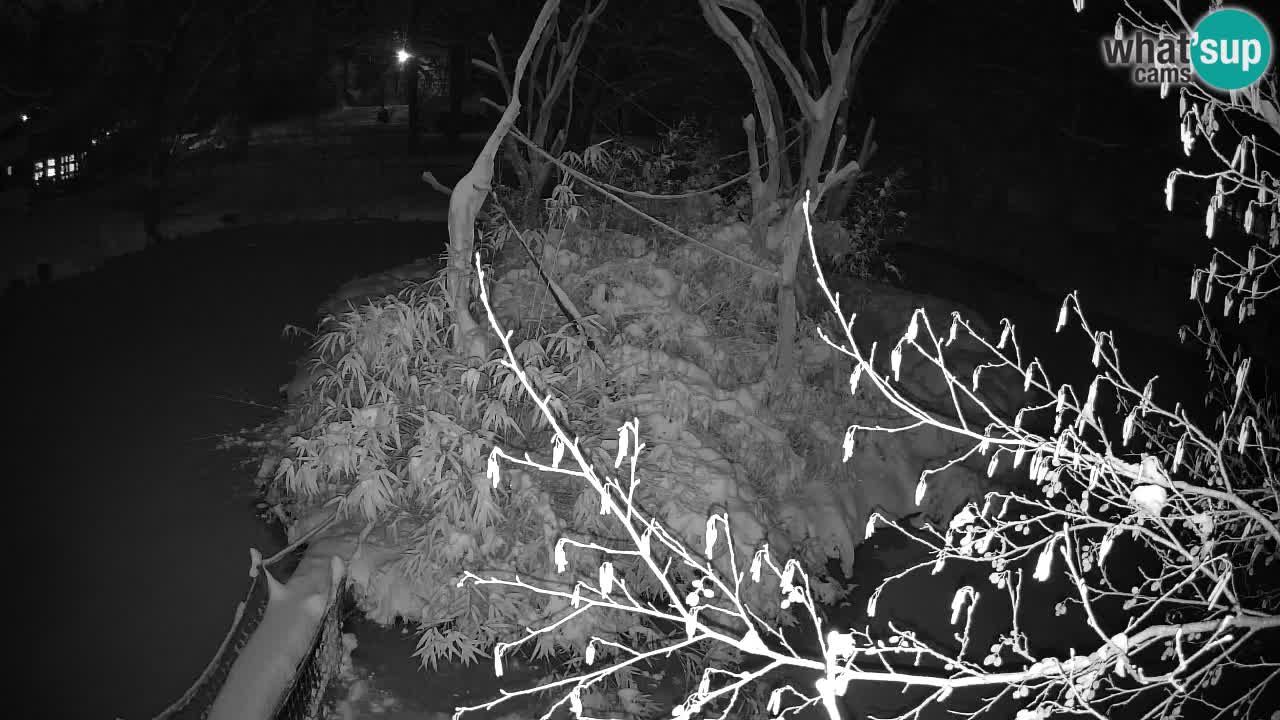 Gibbon à joues jaunes Zoo Ljubljana live cam