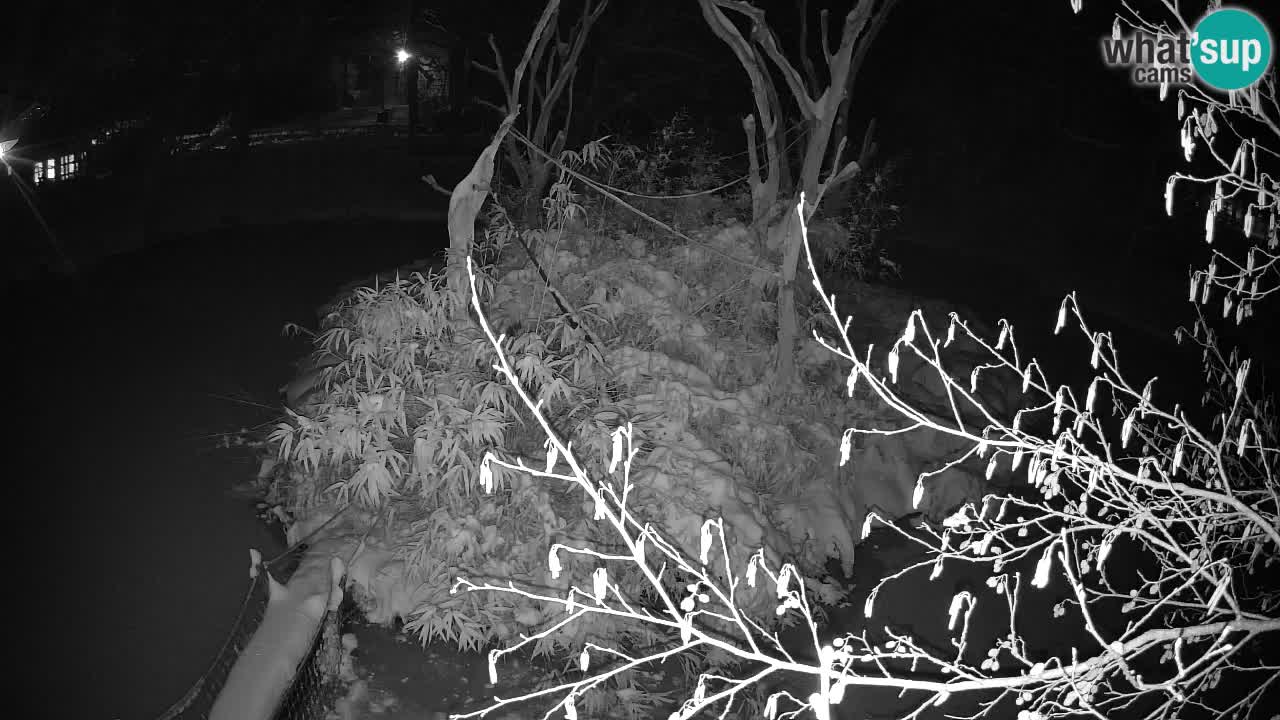 Zlatolični gibon živalski vrt Ljubljana