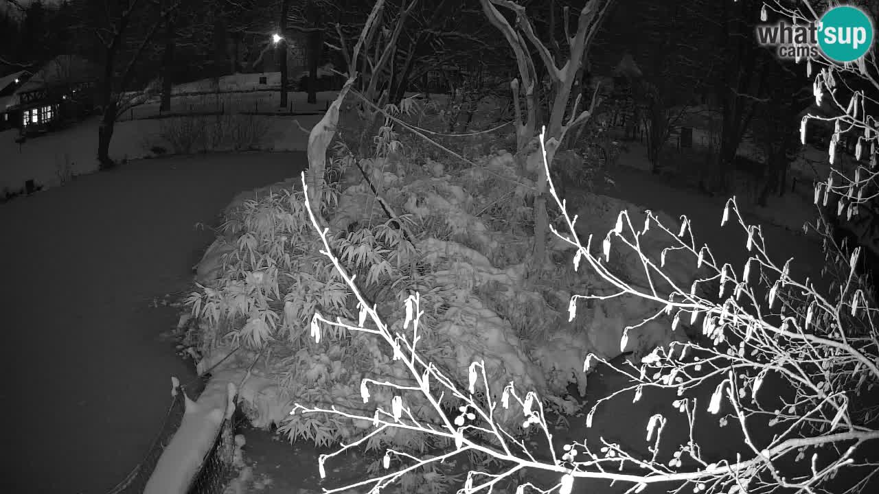 Gibbone dalle guance rosa nello ZOO di Ljubljana