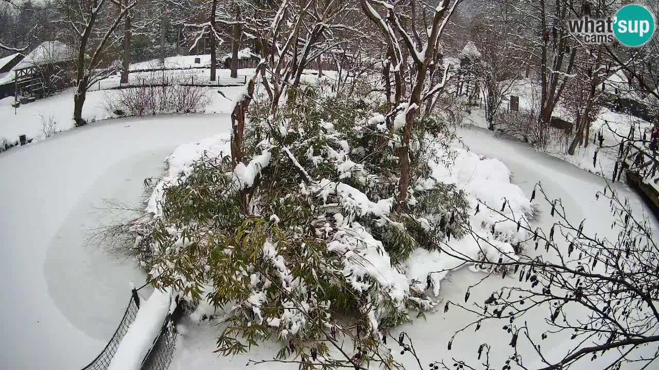 Zlatolični gibon živalski vrt Ljubljana