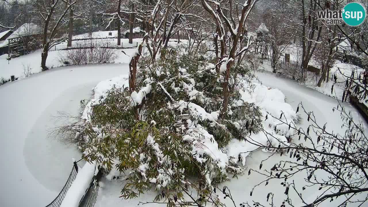 Zlatolični gibon živalski vrt Ljubljana