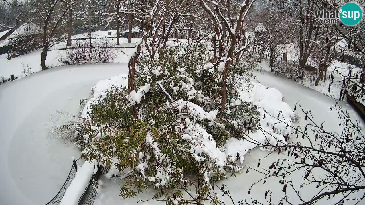 Gibbone dalle guance rosa nello ZOO di Ljubljana
