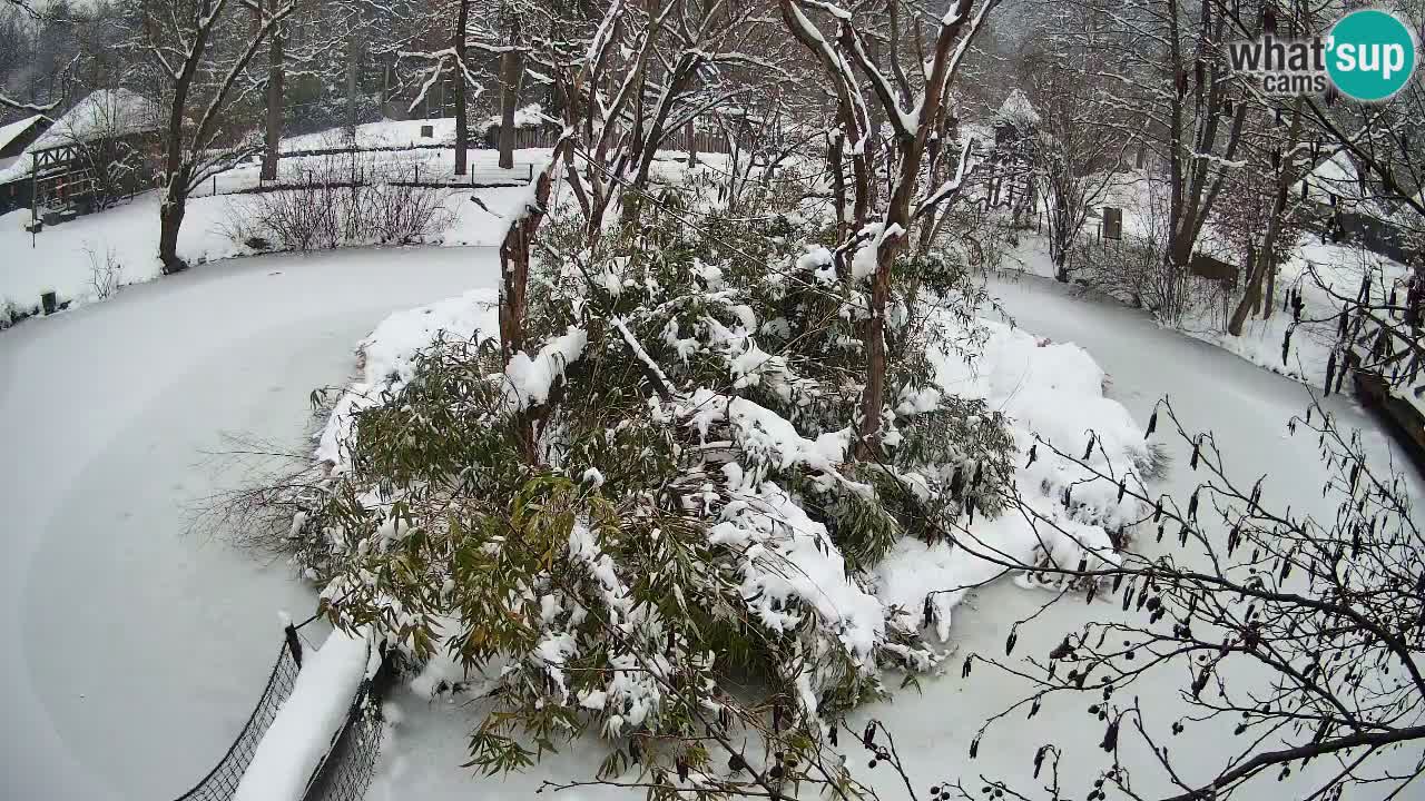 Gibbon à joues jaunes Zoo Ljubljana live cam