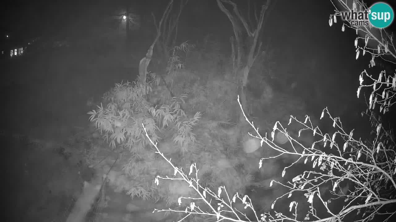 Gibbone dalle guance rosa nello ZOO di Ljubljana