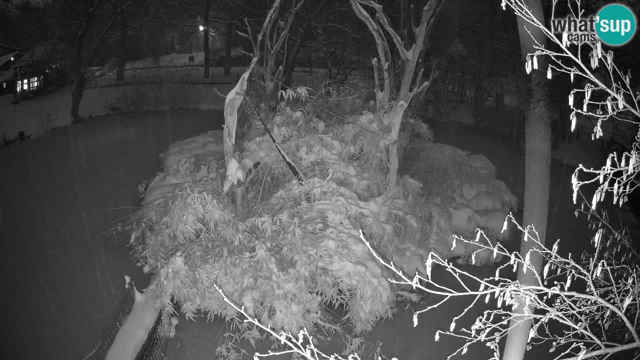 Gibon – Nomascus gabriellae – Zoo Ljubljana web kamera