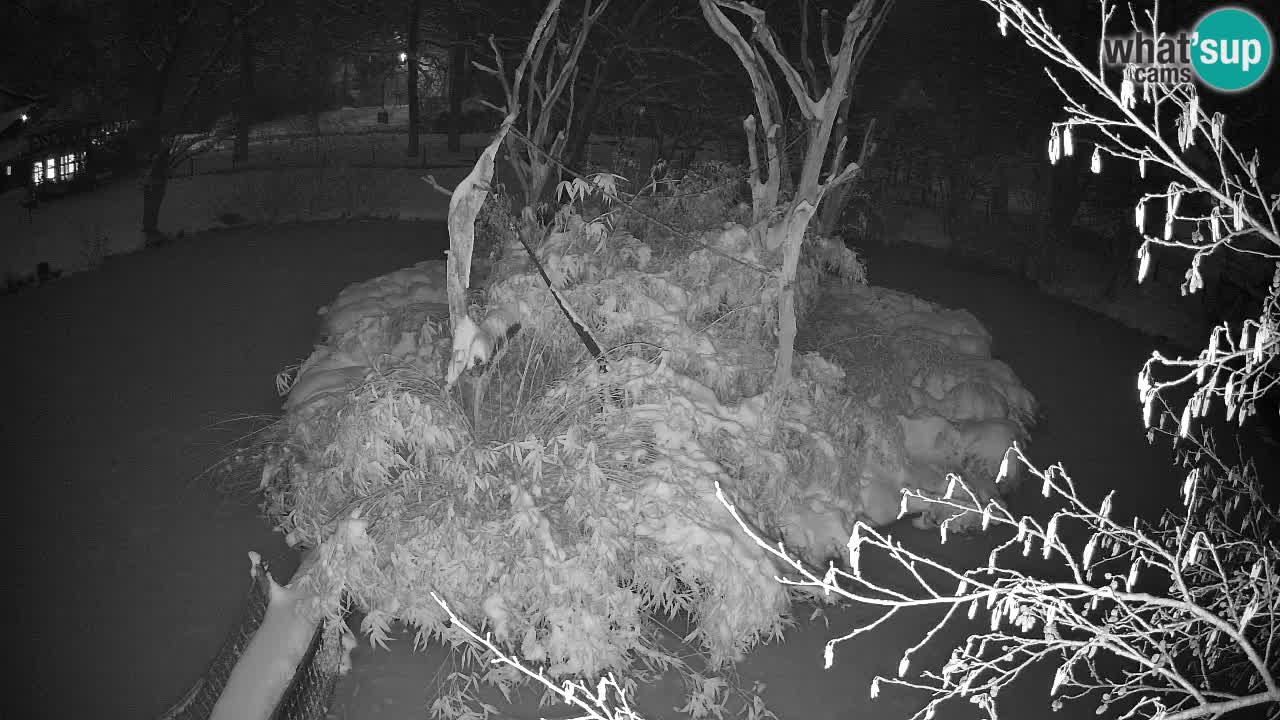 Yellow-cheeked gibbon Zoo Ljubljana livecam