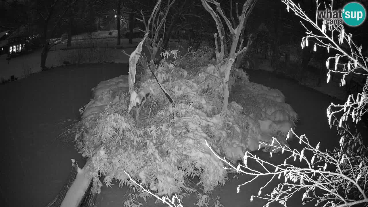 Südlicher Gelbwangen-Schopfgibbon Zoo Ljubljana webcam