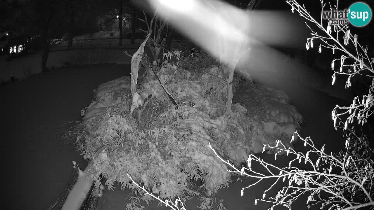 Yellow-cheeked gibbon Zoo Ljubljana livecam