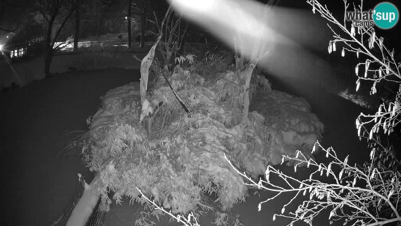 Gibbone dalle guance rosa nello ZOO di Ljubljana