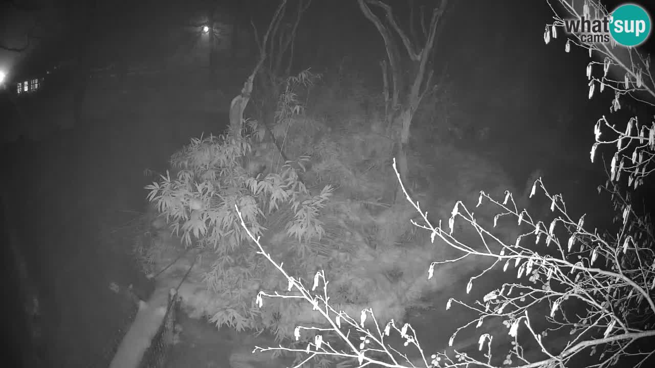 Gibbone dalle guance rosa nello ZOO di Ljubljana