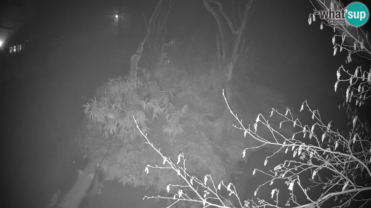 Yellow-cheeked gibbon Zoo Ljubljana livecam