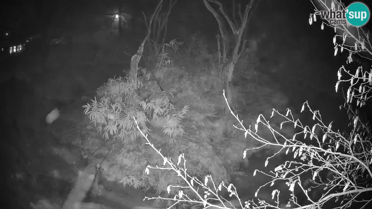 Südlicher Gelbwangen-Schopfgibbon Zoo Ljubljana webcam