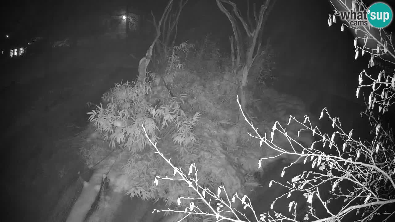 Gibbon à joues jaunes Zoo Ljubljana live cam