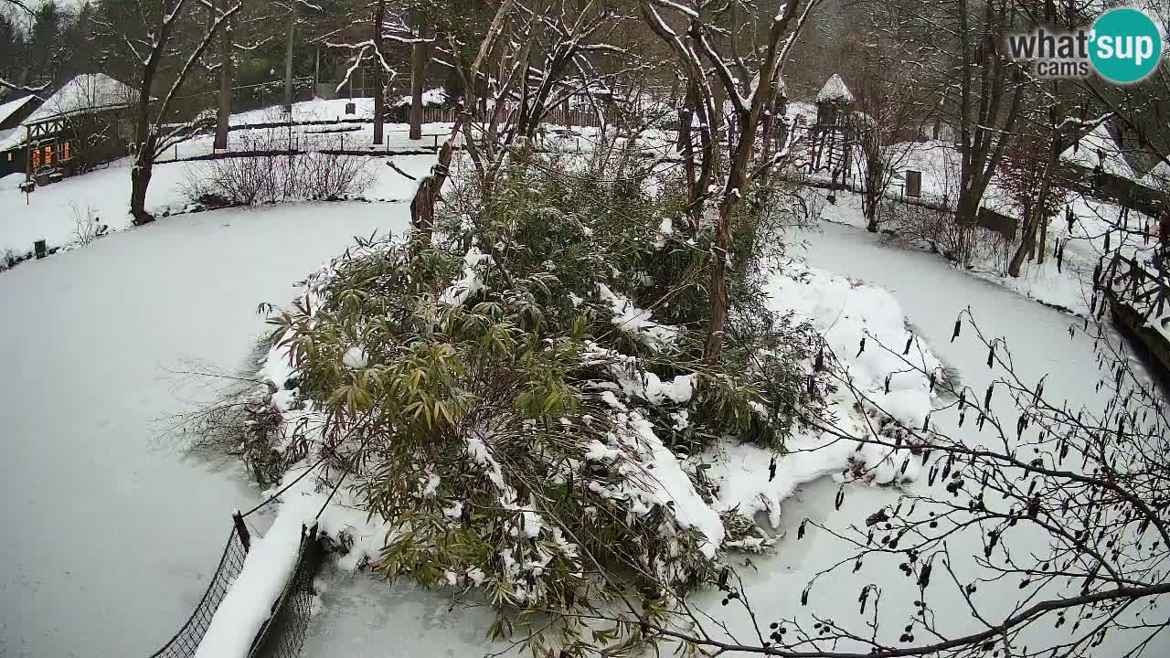 Gibbone dalle guance rosa nello ZOO di Ljubljana