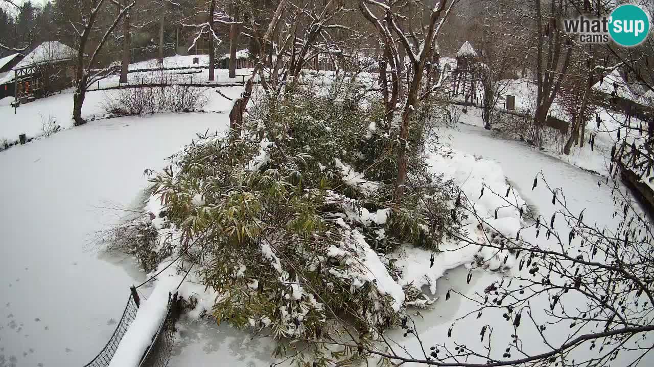 Gibón de mejillas beige Zoo Ljubljana