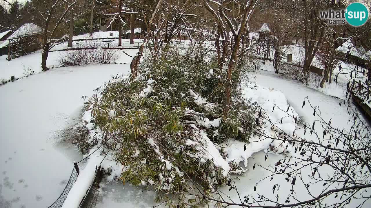 Südlicher Gelbwangen-Schopfgibbon Zoo Ljubljana webcam