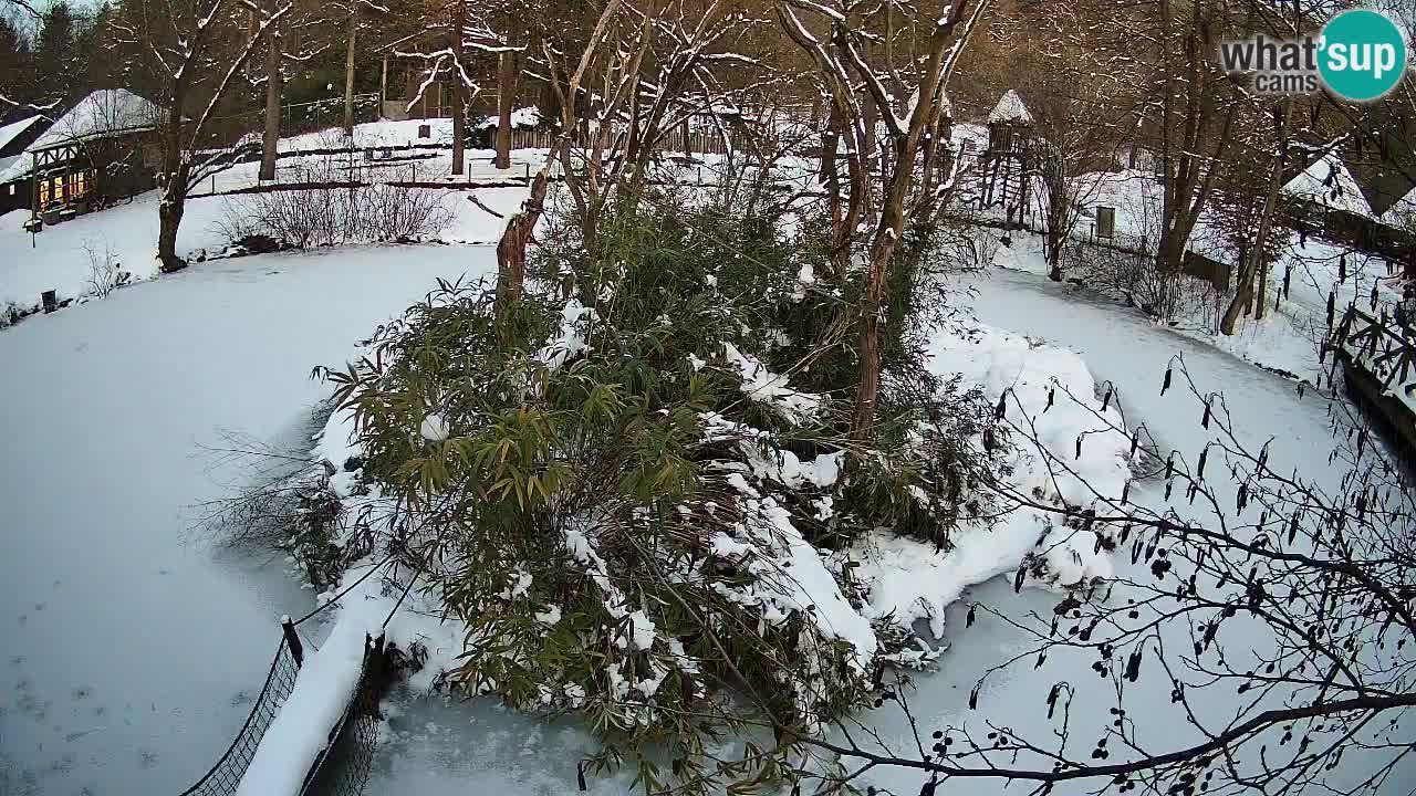Gibbone dalle guance rosa nello ZOO di Ljubljana