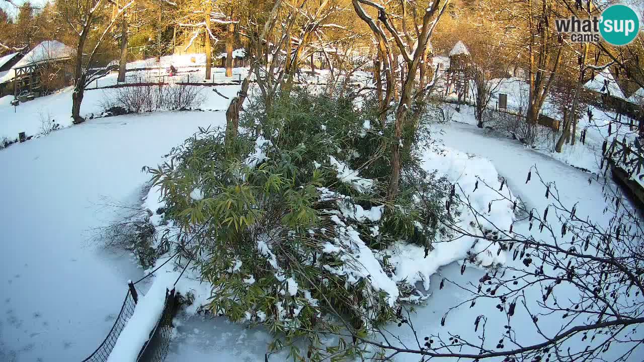 Gibbon à joues jaunes Zoo Ljubljana live cam