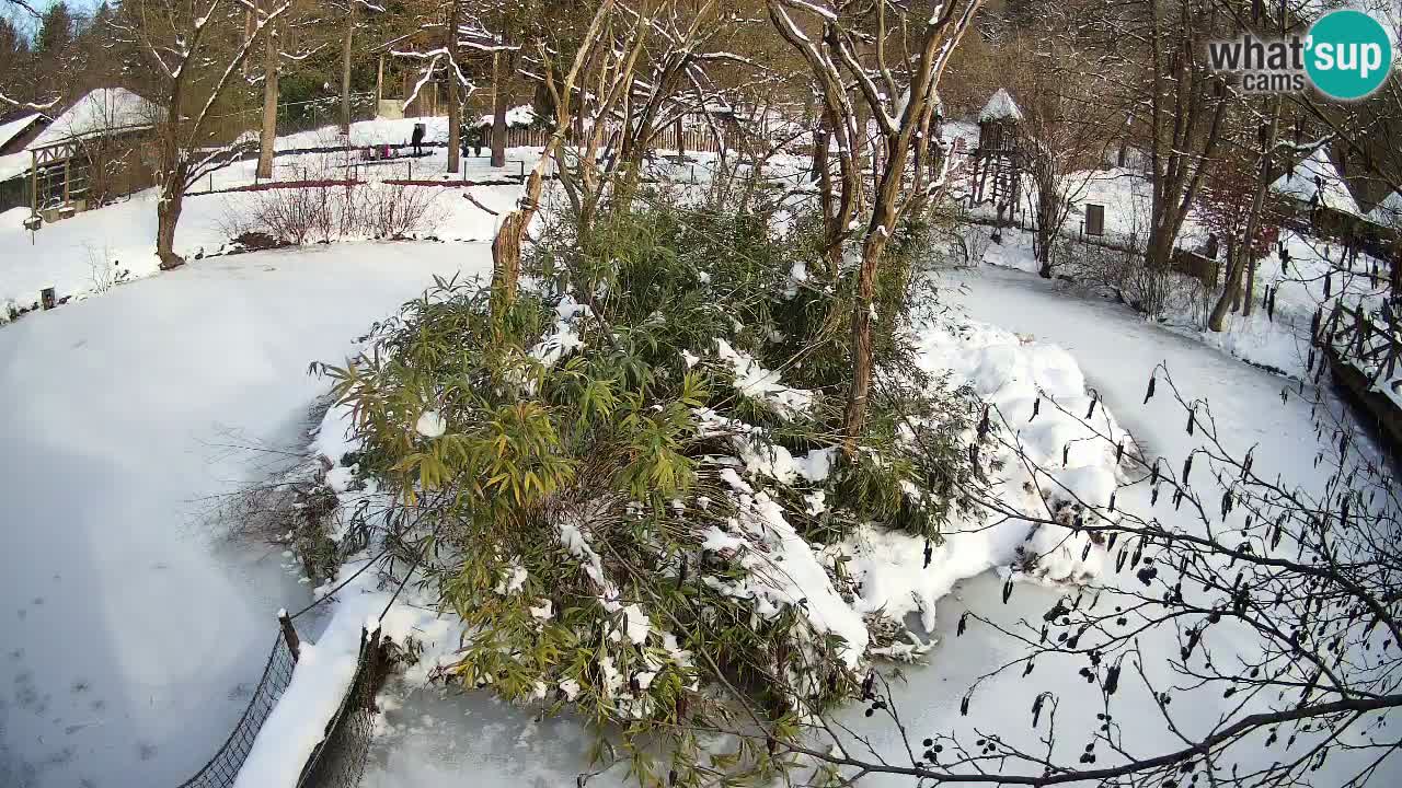 Südlicher Gelbwangen-Schopfgibbon Zoo Ljubljana webcam