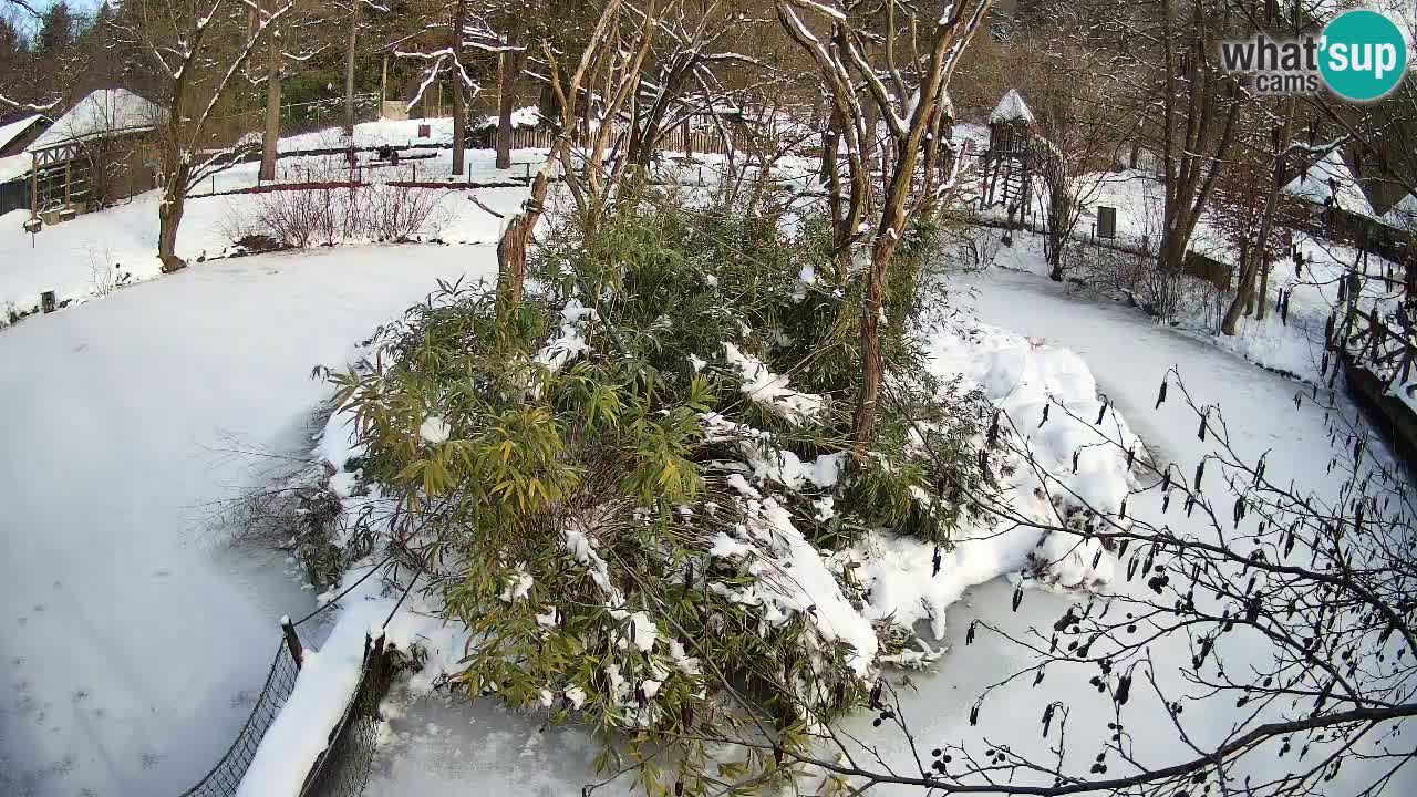 Zlatolični gibon živalski vrt Ljubljana