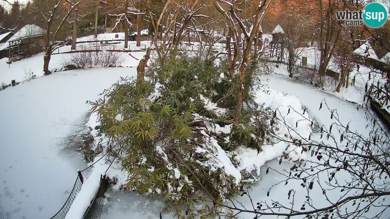 Gibbone dalle guance rosa nello ZOO di Ljubljana