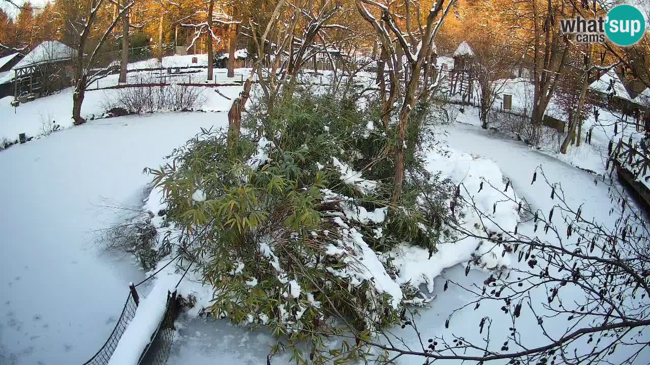 Gibbone dalle guance rosa nello ZOO di Ljubljana