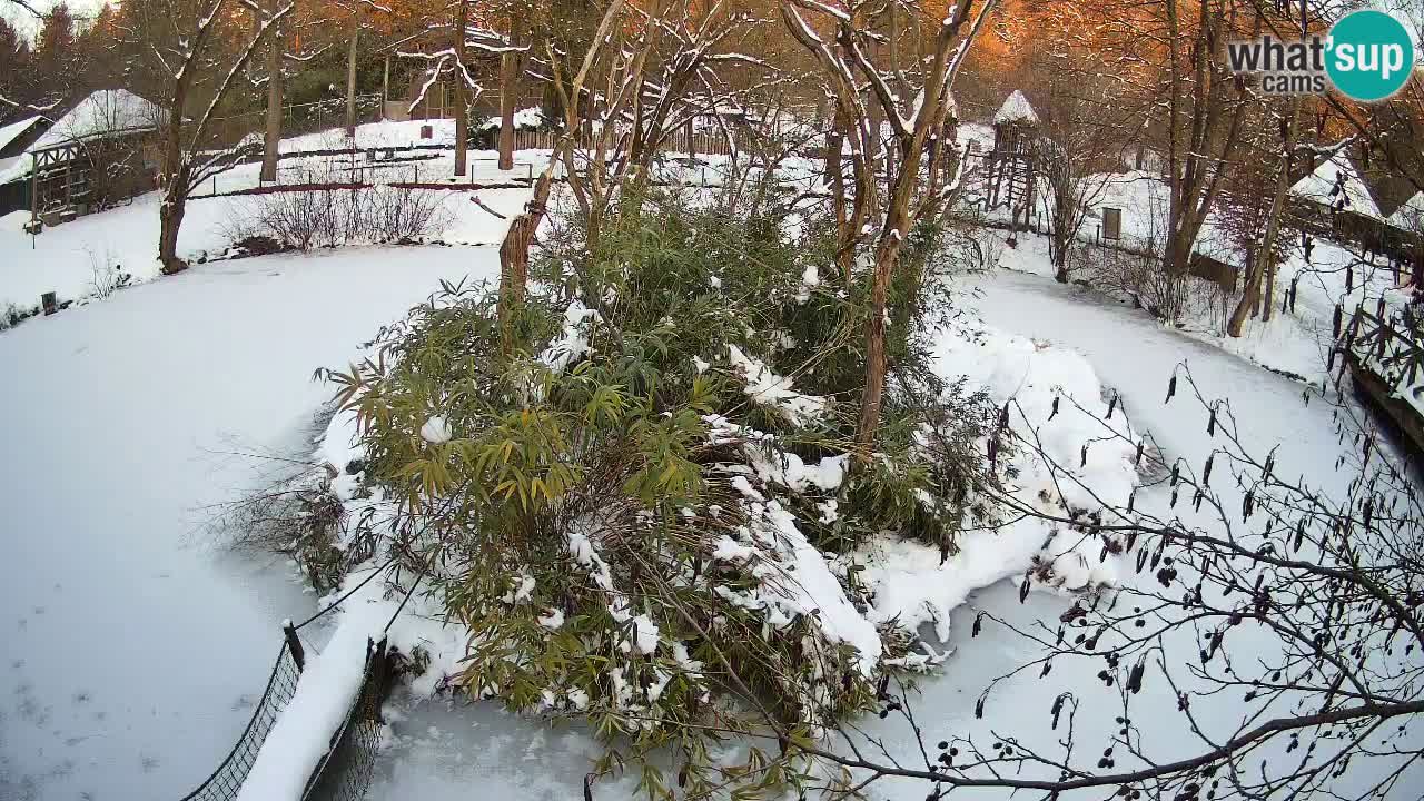 Gibon – Nomascus gabriellae – Zoo Ljubljana web kamera