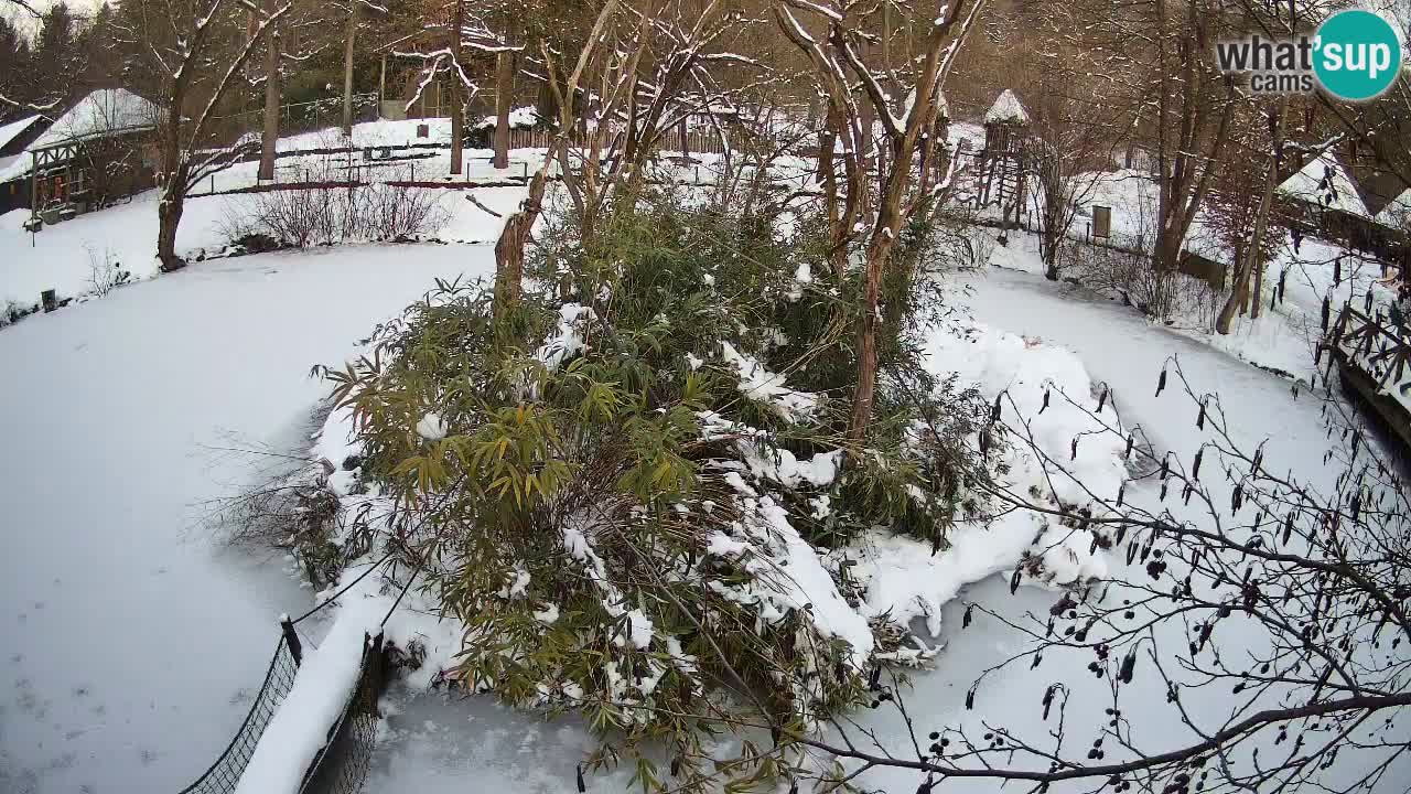 Gibbone dalle guance rosa nello ZOO di Ljubljana