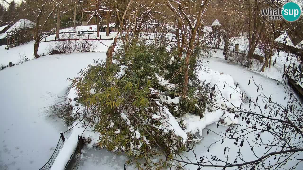 Südlicher Gelbwangen-Schopfgibbon Zoo Ljubljana webcam