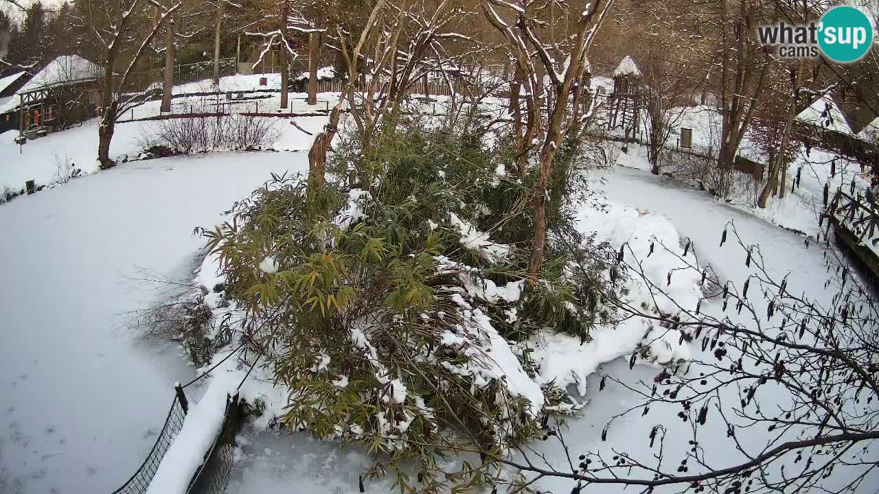 Yellow-cheeked gibbon Zoo Ljubljana livecam