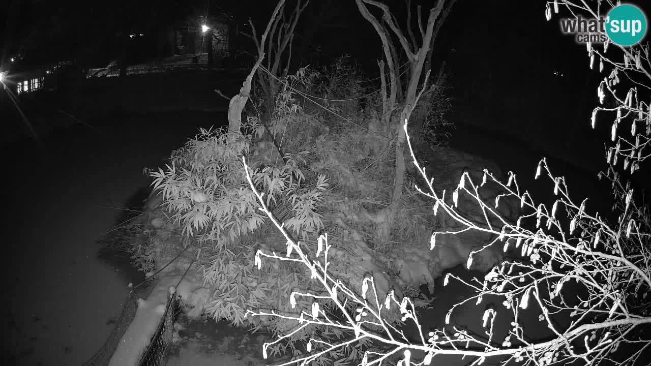 Südlicher Gelbwangen-Schopfgibbon Zoo Ljubljana webcam