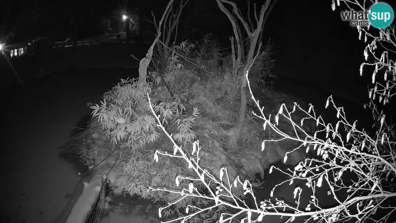 Gibbon à joues jaunes Zoo Ljubljana live cam