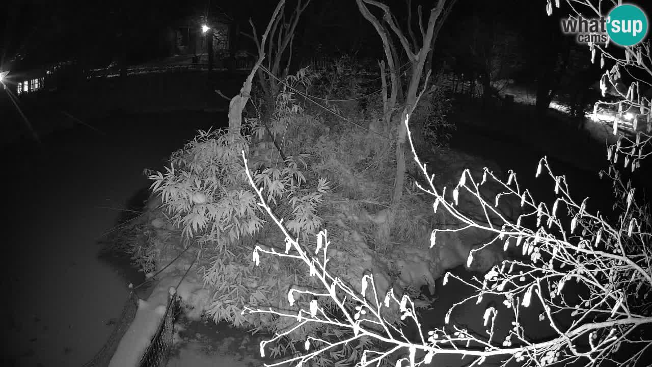 Südlicher Gelbwangen-Schopfgibbon Zoo Ljubljana webcam