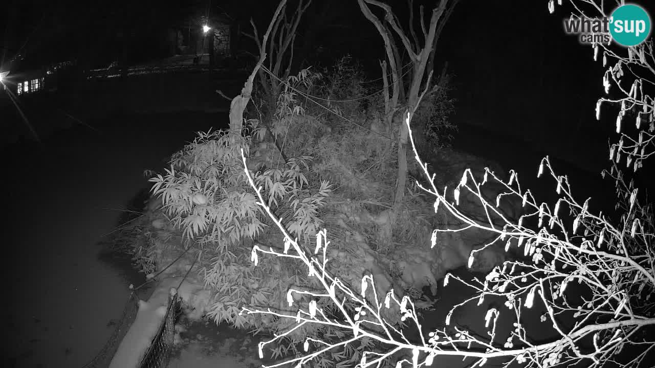 Südlicher Gelbwangen-Schopfgibbon Zoo Ljubljana webcam