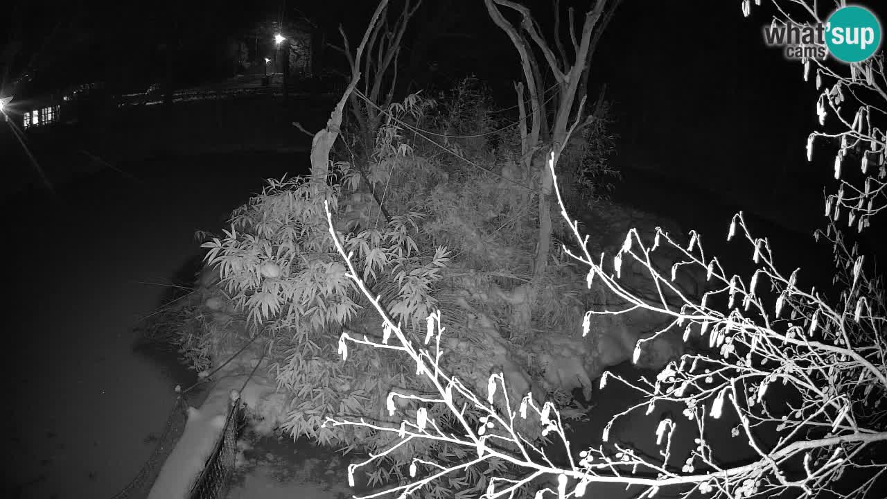 Gibon – Nomascus gabriellae – Zoo Ljubljana web kamera