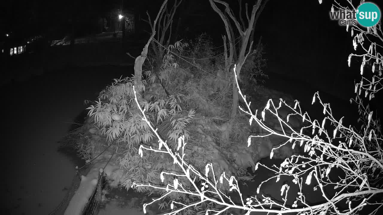 Südlicher Gelbwangen-Schopfgibbon Zoo Ljubljana webcam