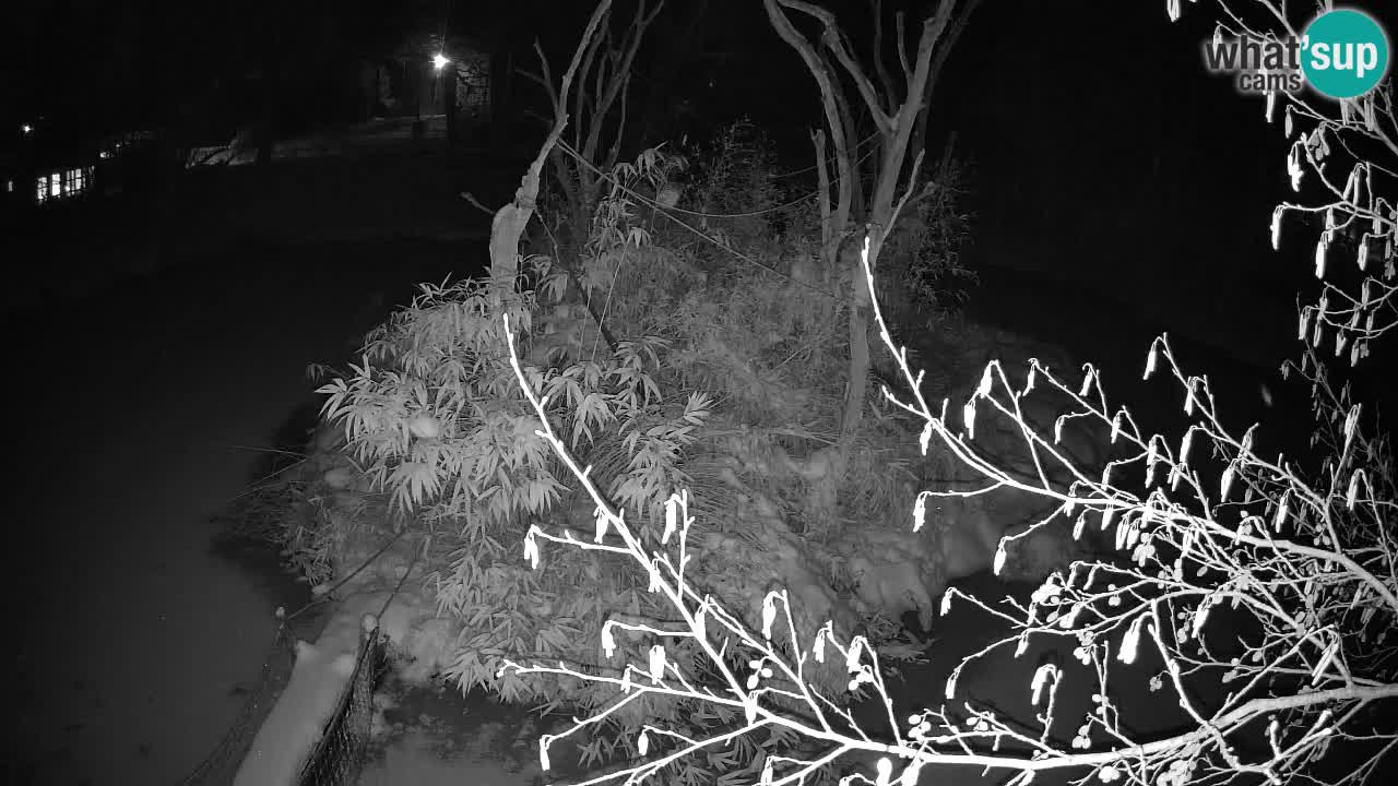 Yellow-cheeked gibbon Zoo Ljubljana livecam