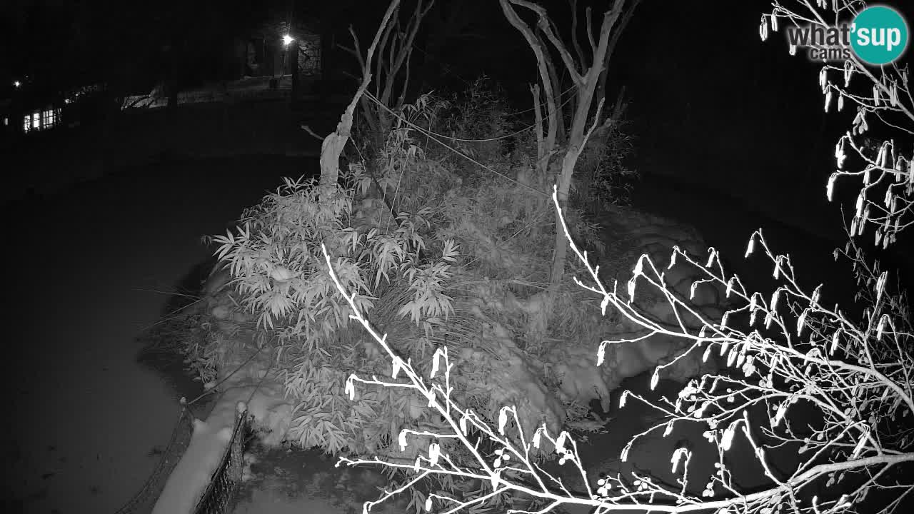 Gibbon à joues jaunes Zoo Ljubljana live cam