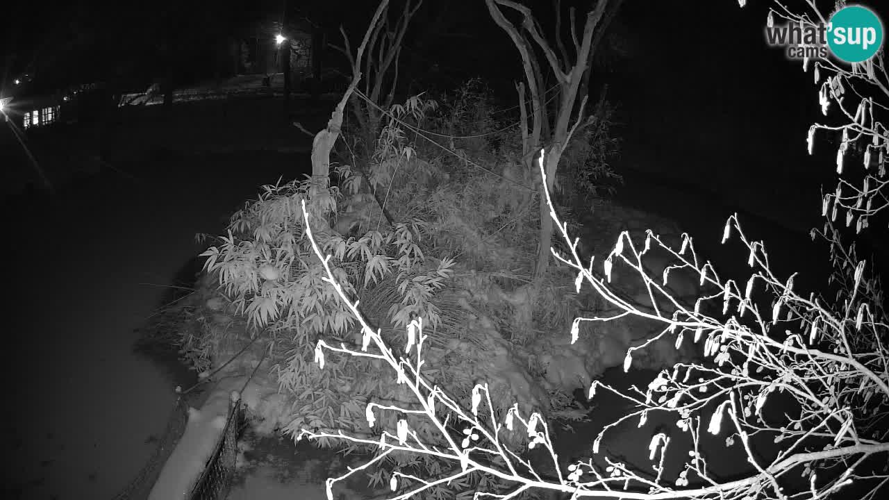 Yellow-cheeked gibbon Zoo Ljubljana livecam