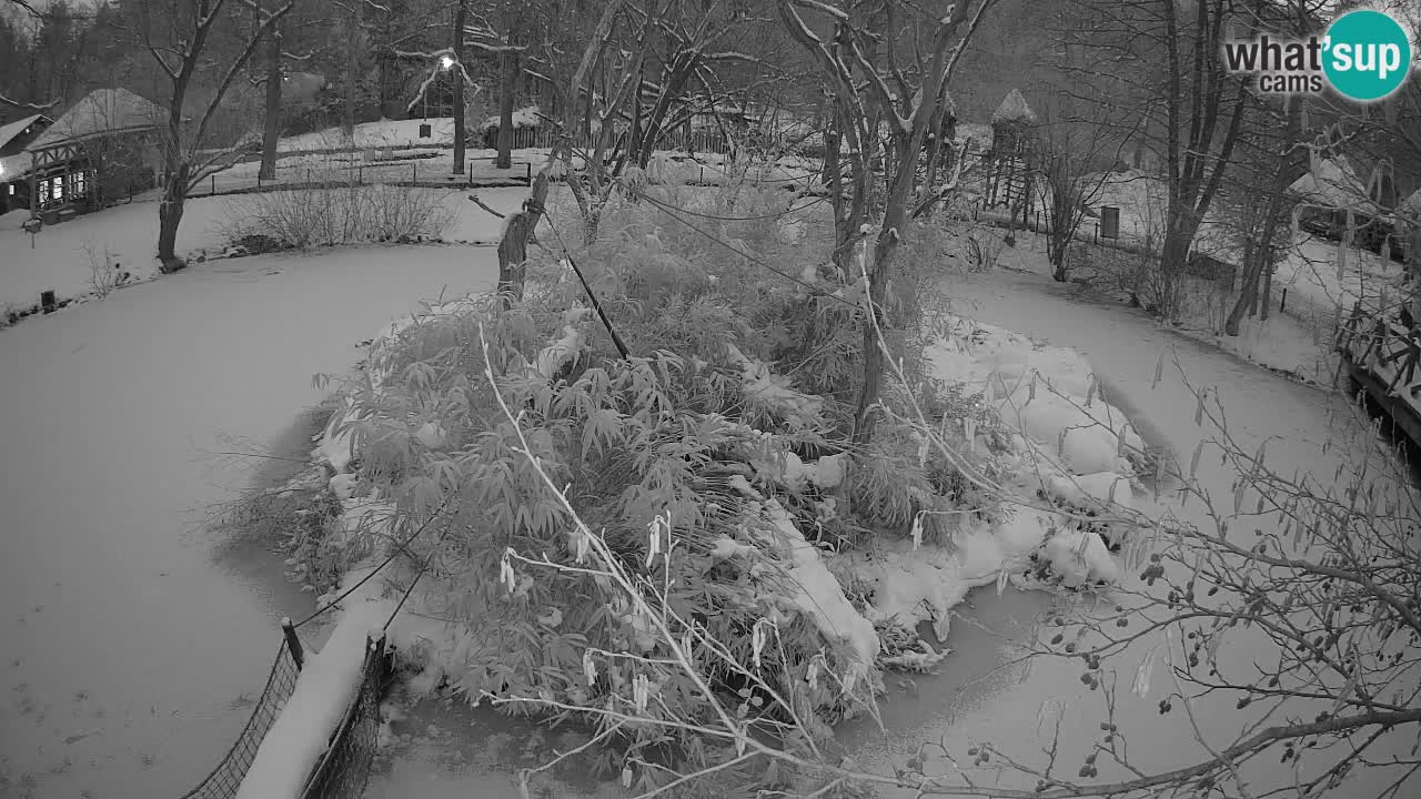 Gibbon à joues jaunes Zoo Ljubljana live cam