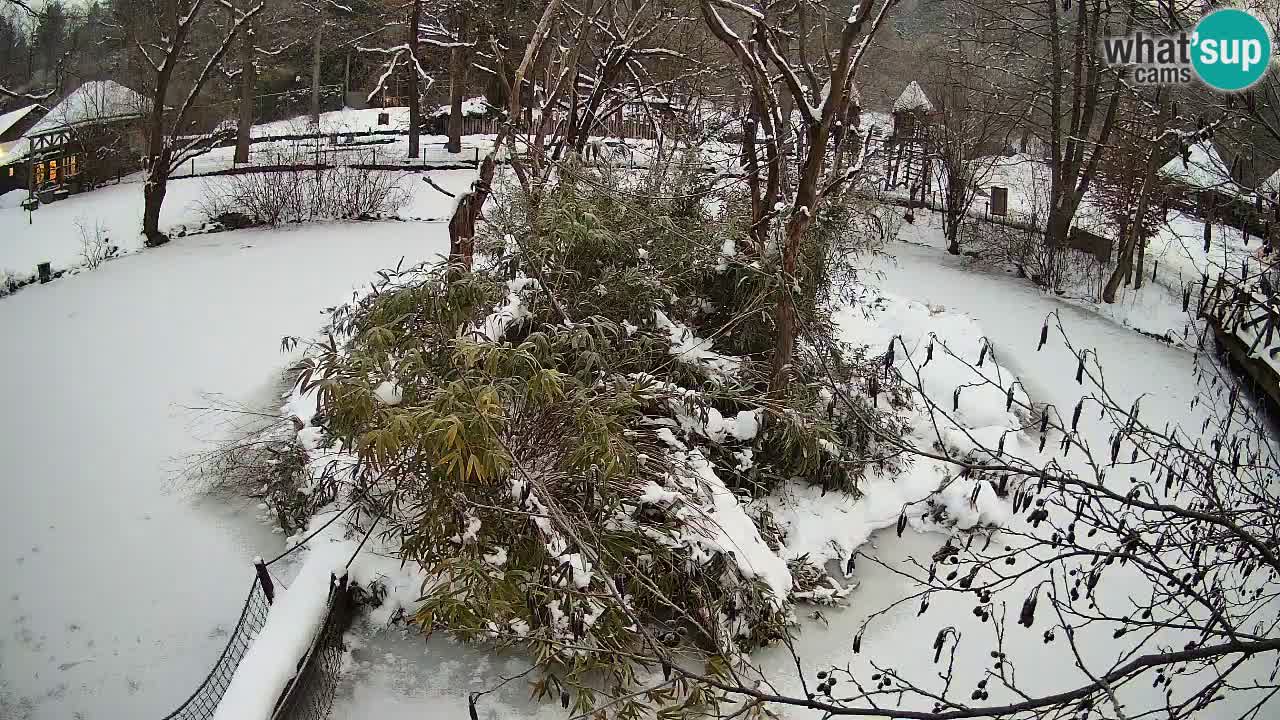 Yellow-cheeked gibbon Zoo Ljubljana livecam