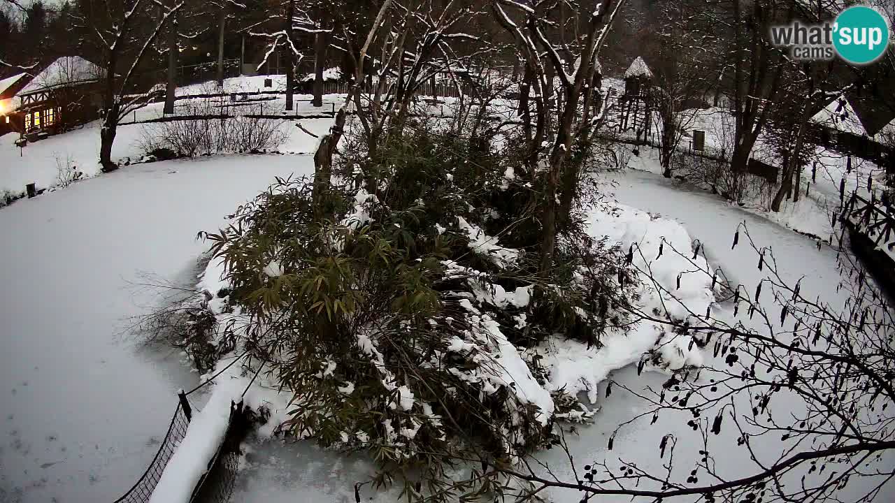 Gibón de mejillas beige Zoo Ljubljana