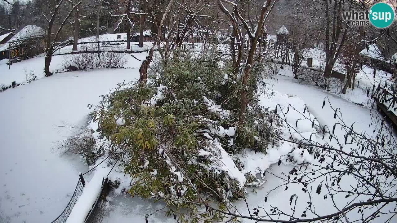 Gibón de mejillas beige Zoo Ljubljana