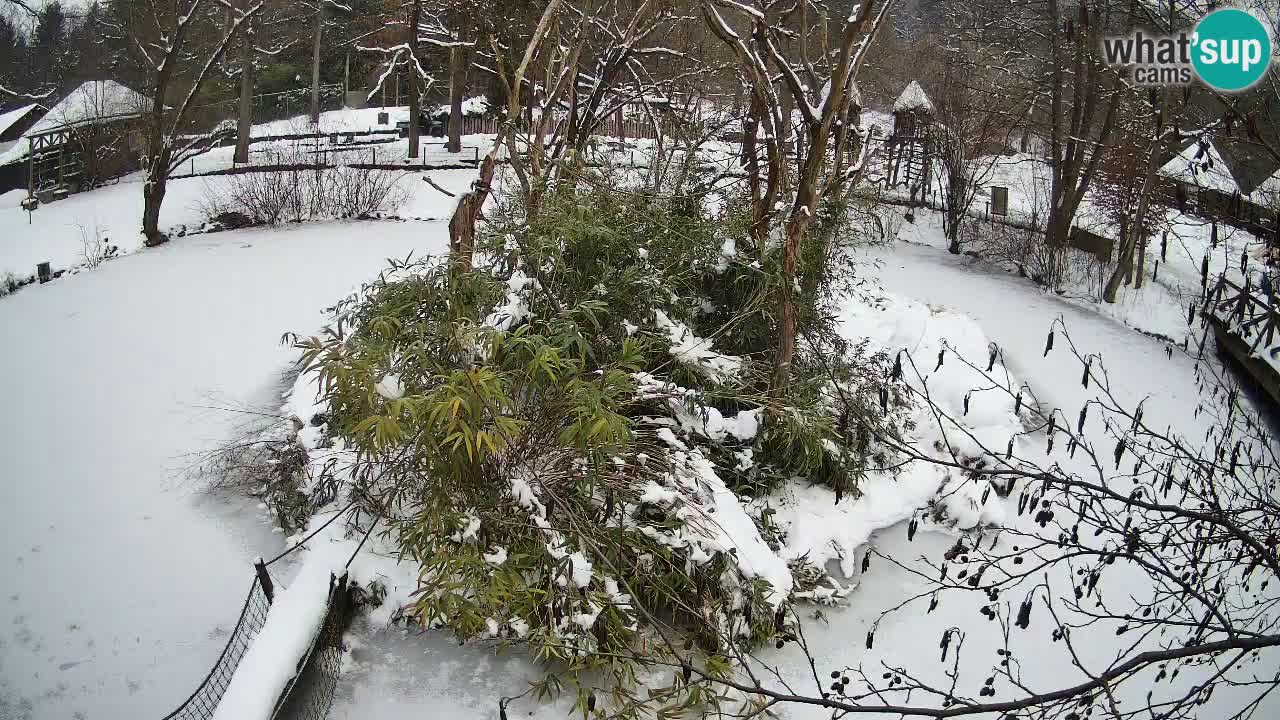 Yellow-cheeked gibbon Zoo Ljubljana livecam