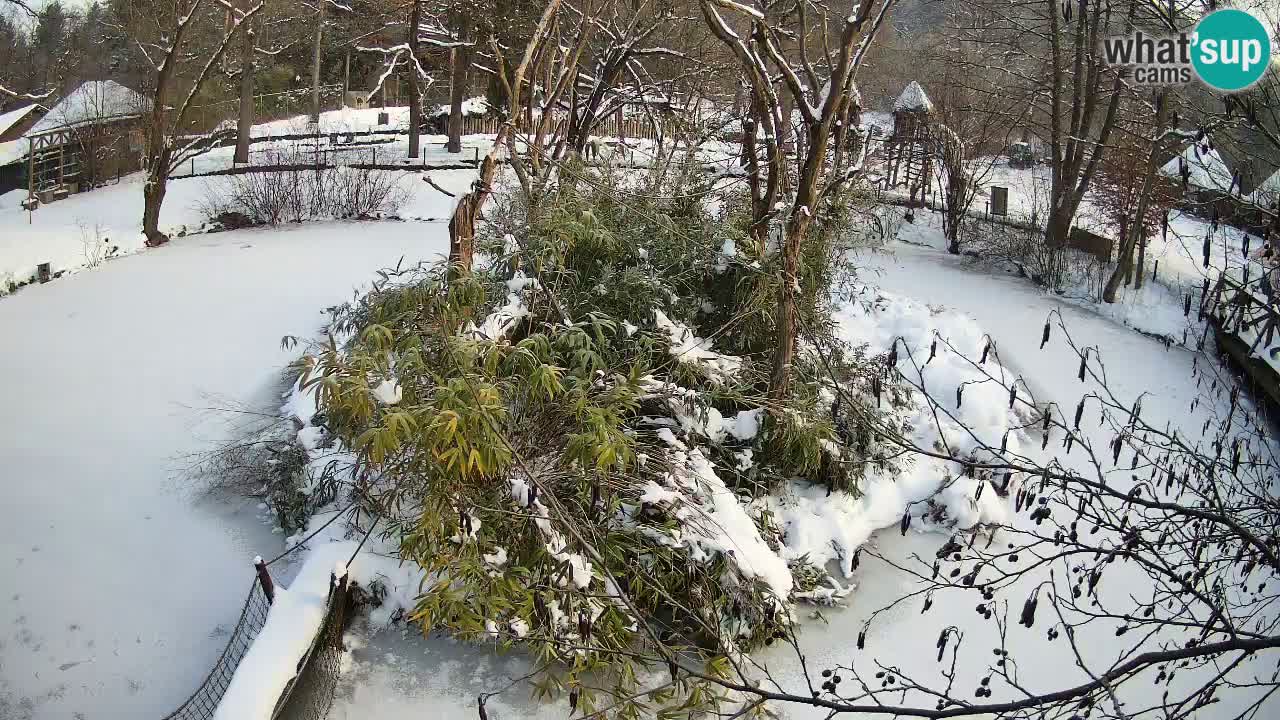 Gibon – Nomascus gabriellae – Zoo Ljubljana web kamera