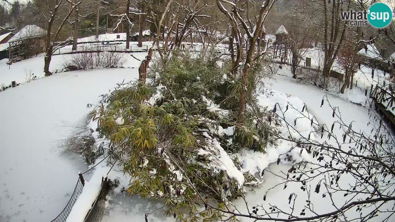Südlicher Gelbwangen-Schopfgibbon Zoo Ljubljana webcam