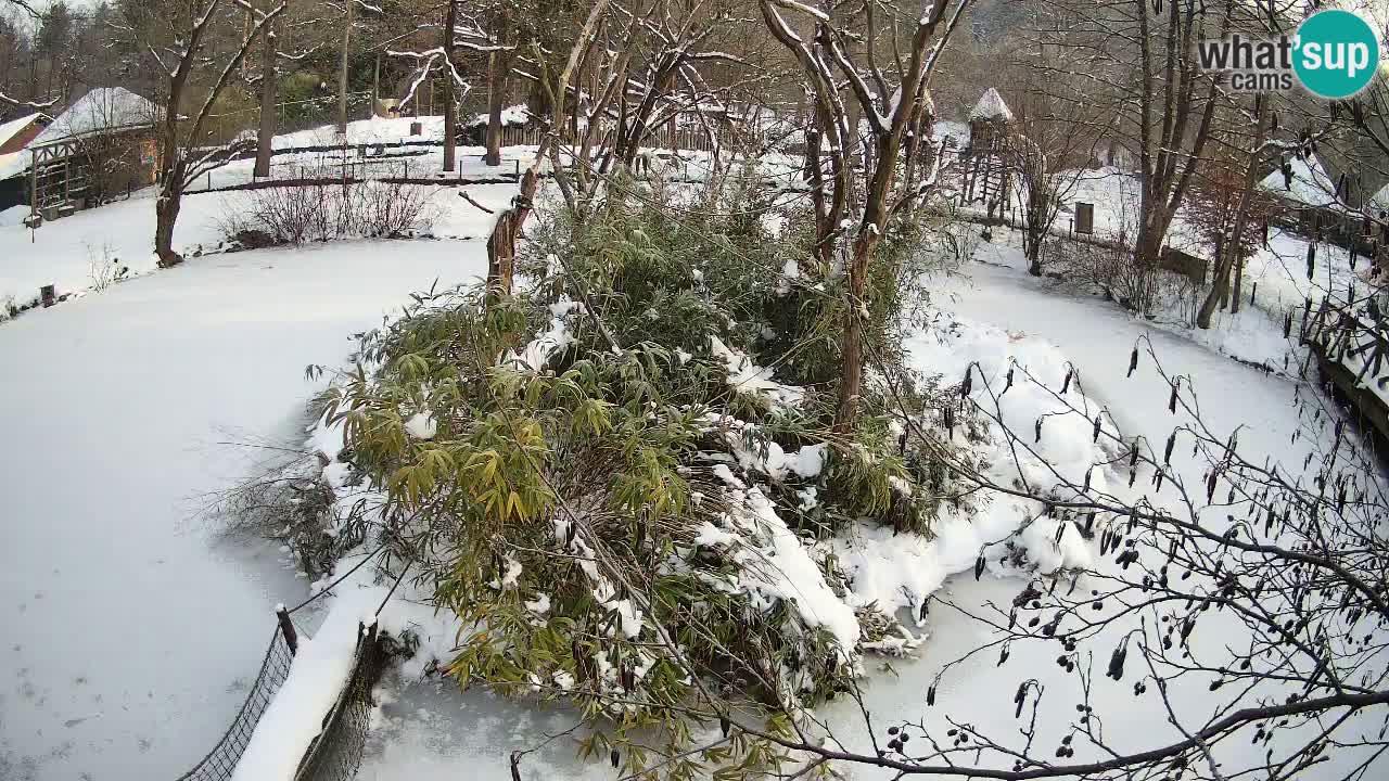 Südlicher Gelbwangen-Schopfgibbon Zoo Ljubljana webcam