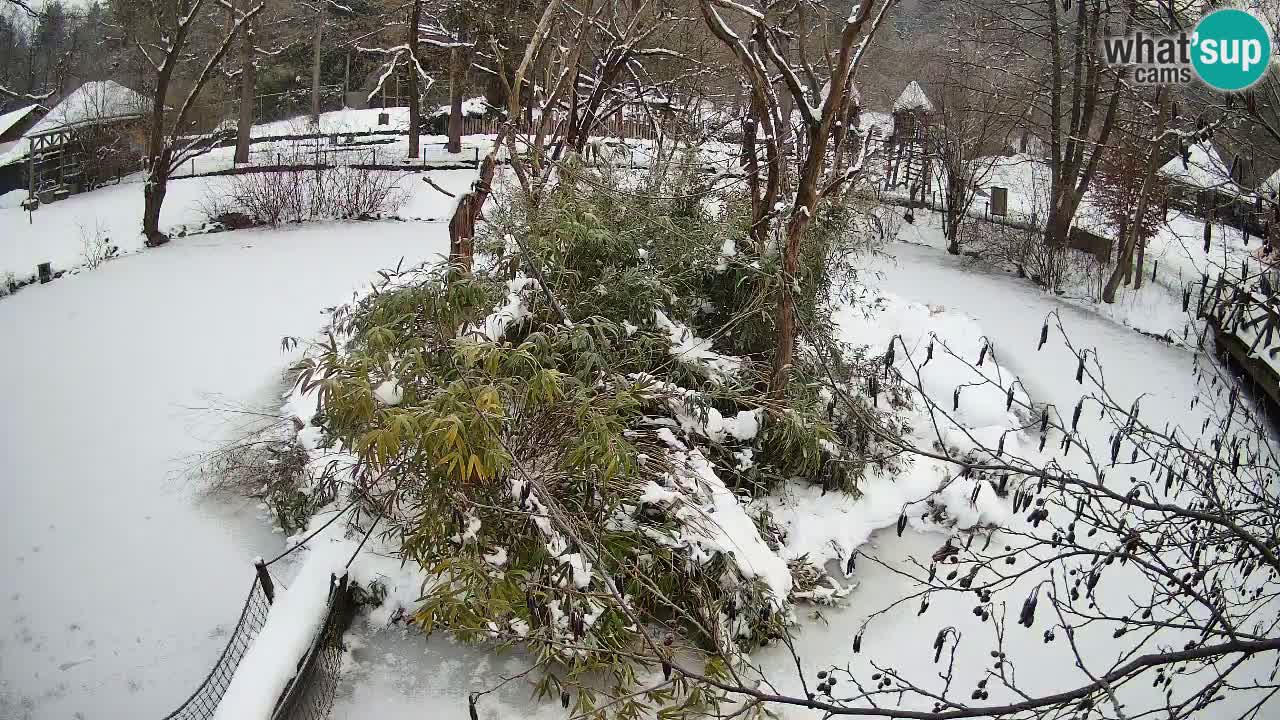 Gibbon à joues jaunes Zoo Ljubljana live cam