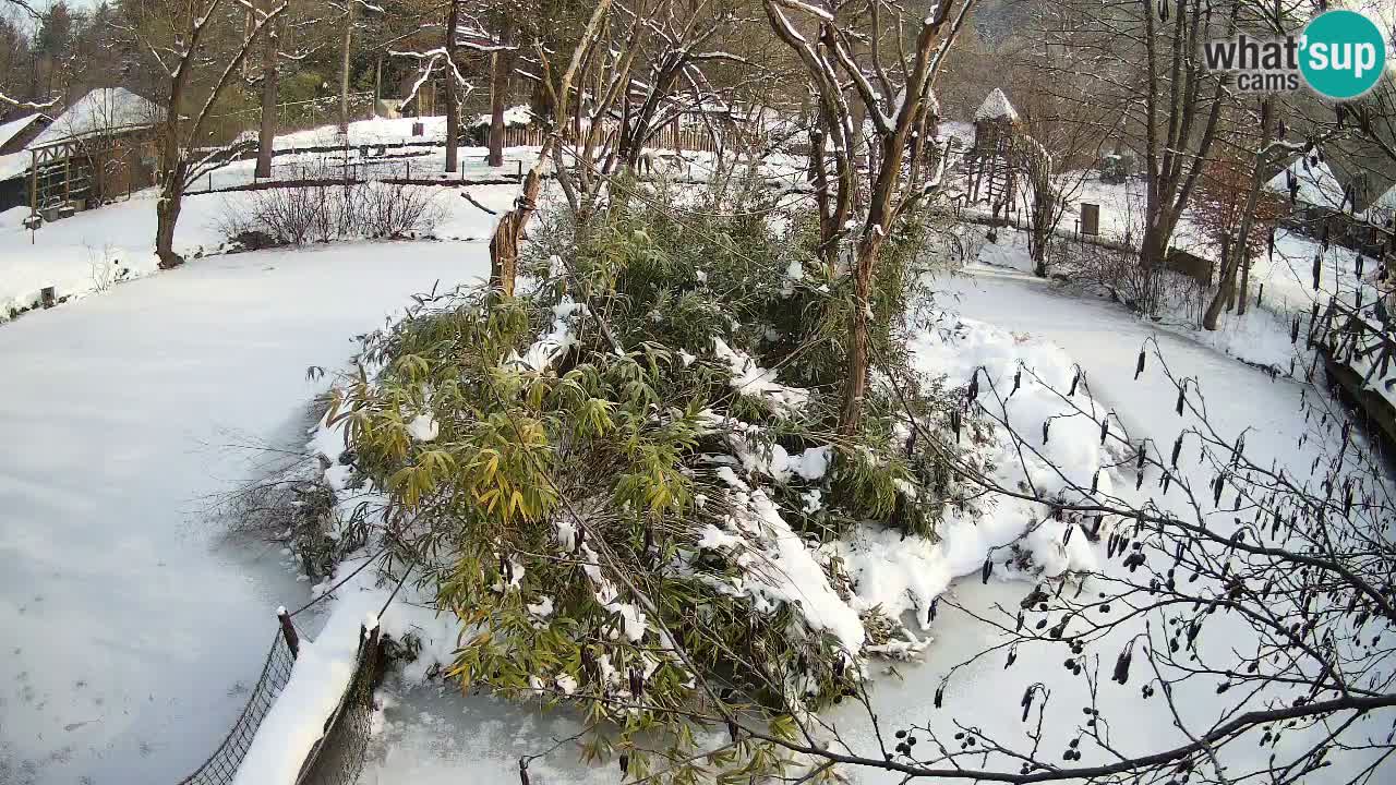 Yellow-cheeked gibbon Zoo Ljubljana livecam